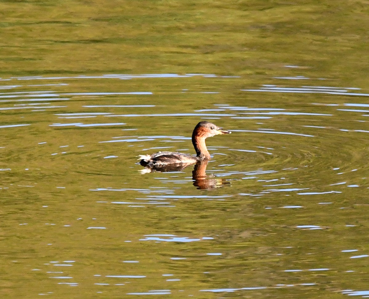 Little Grebe (Little) - ML647117601