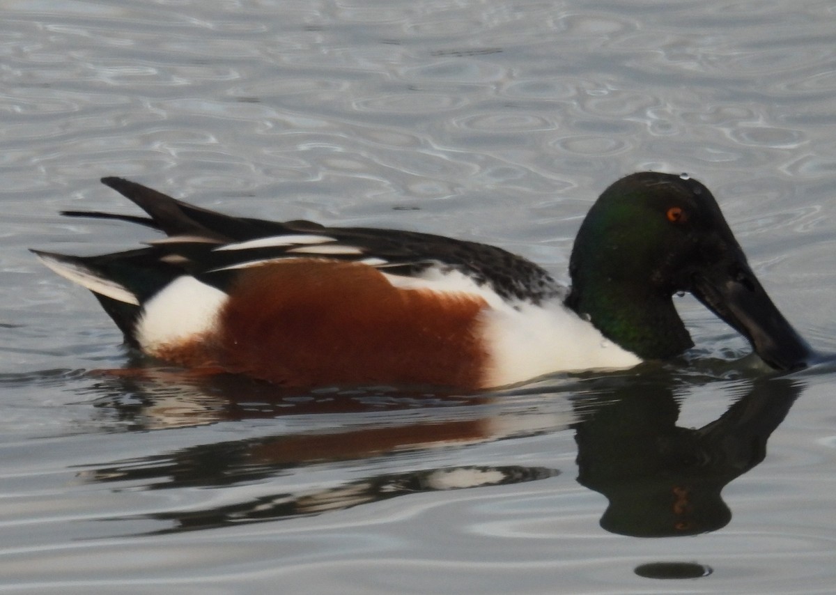 skjeand - ML647117602