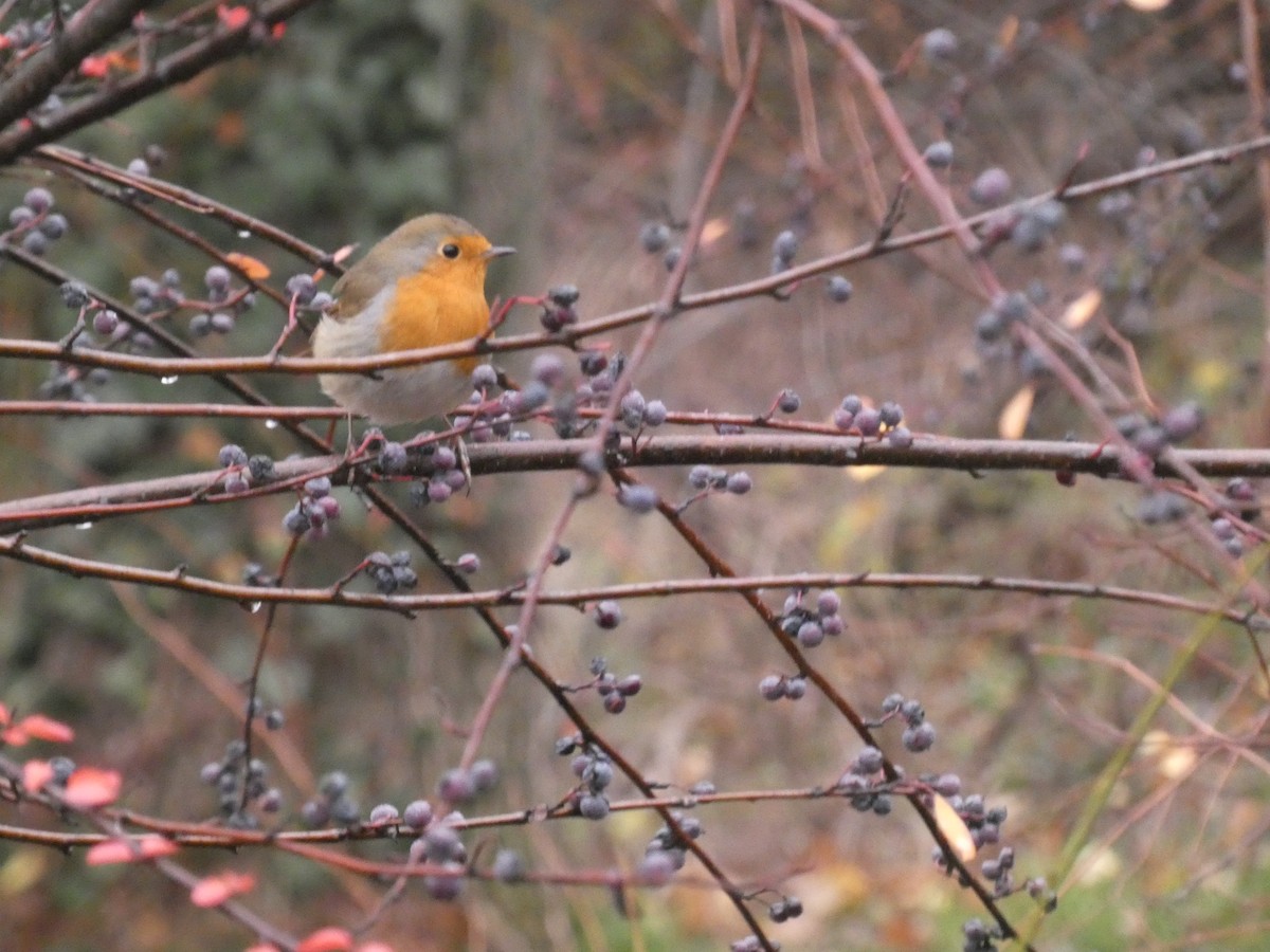 rødstrupe - ML647117605