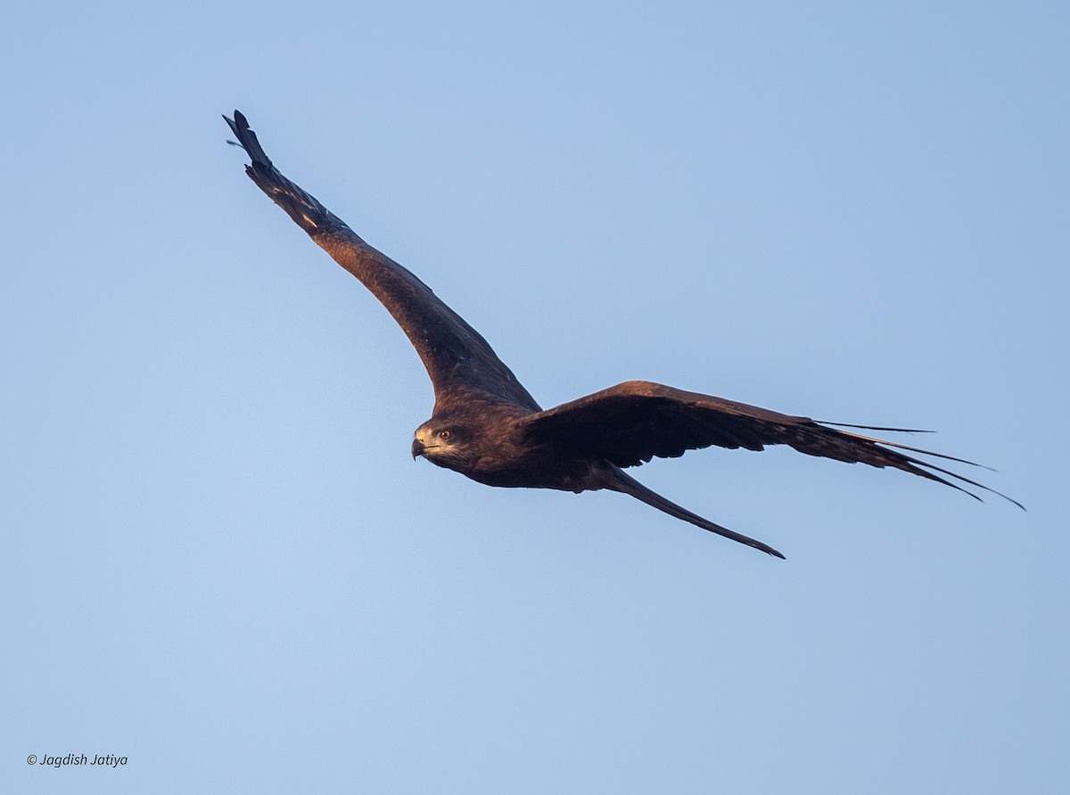 svartglente - ML647117606