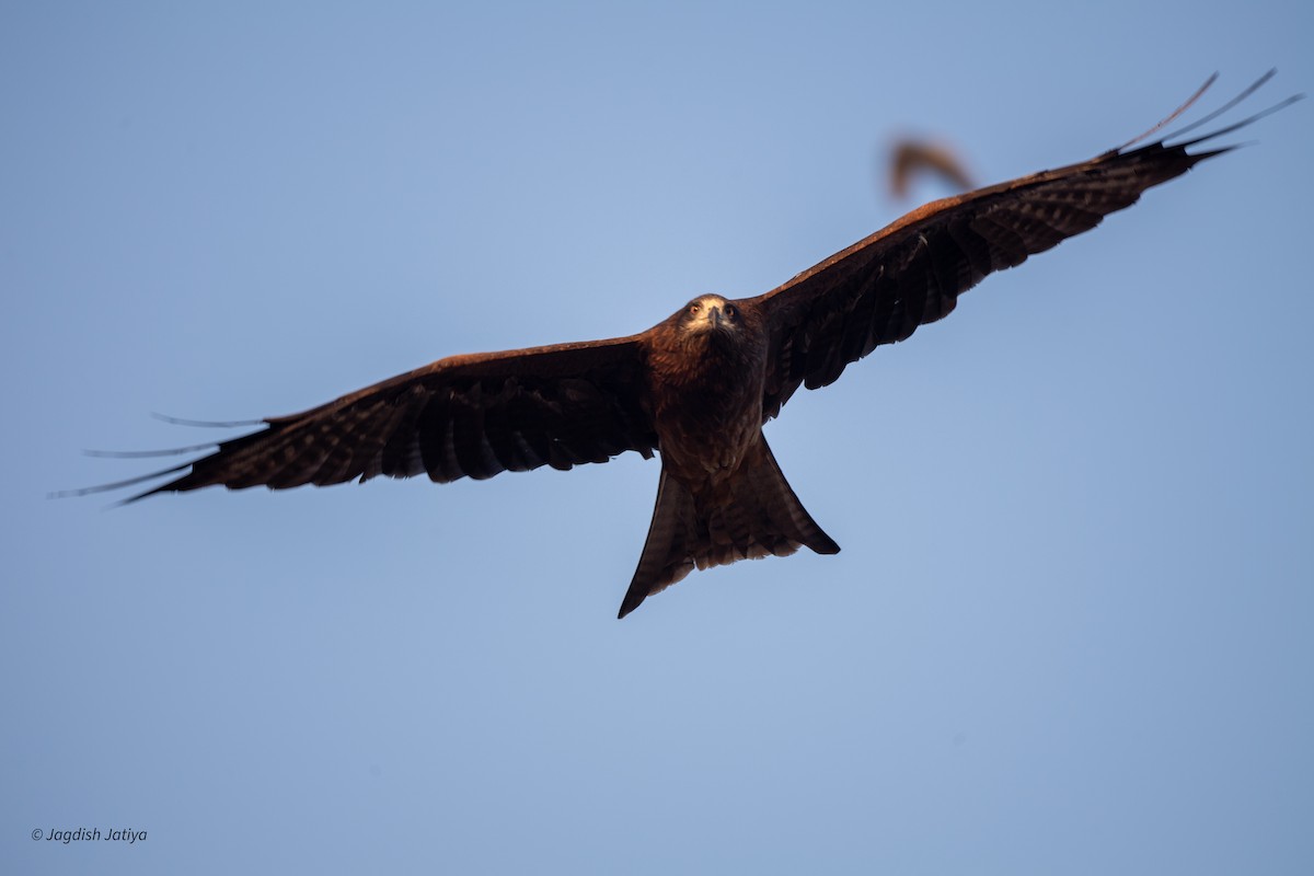 svartglente - ML647117607