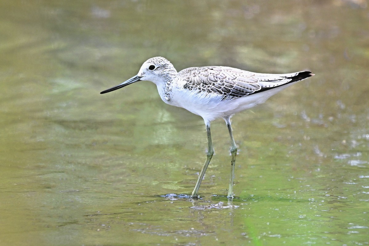 gluttsnipe - ML647117611