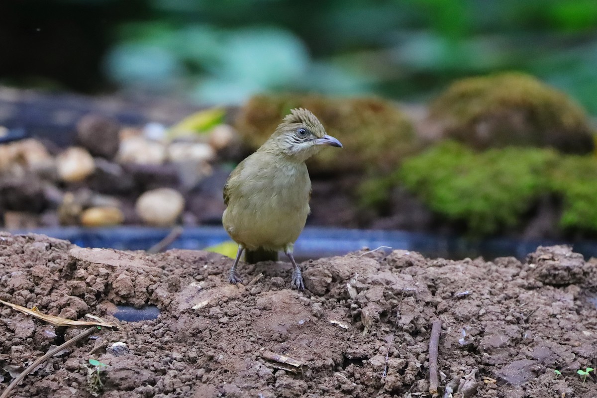 strekørebylbyl - ML647117616