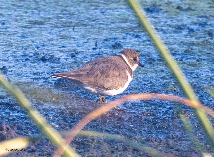 dverglo - ML647117618