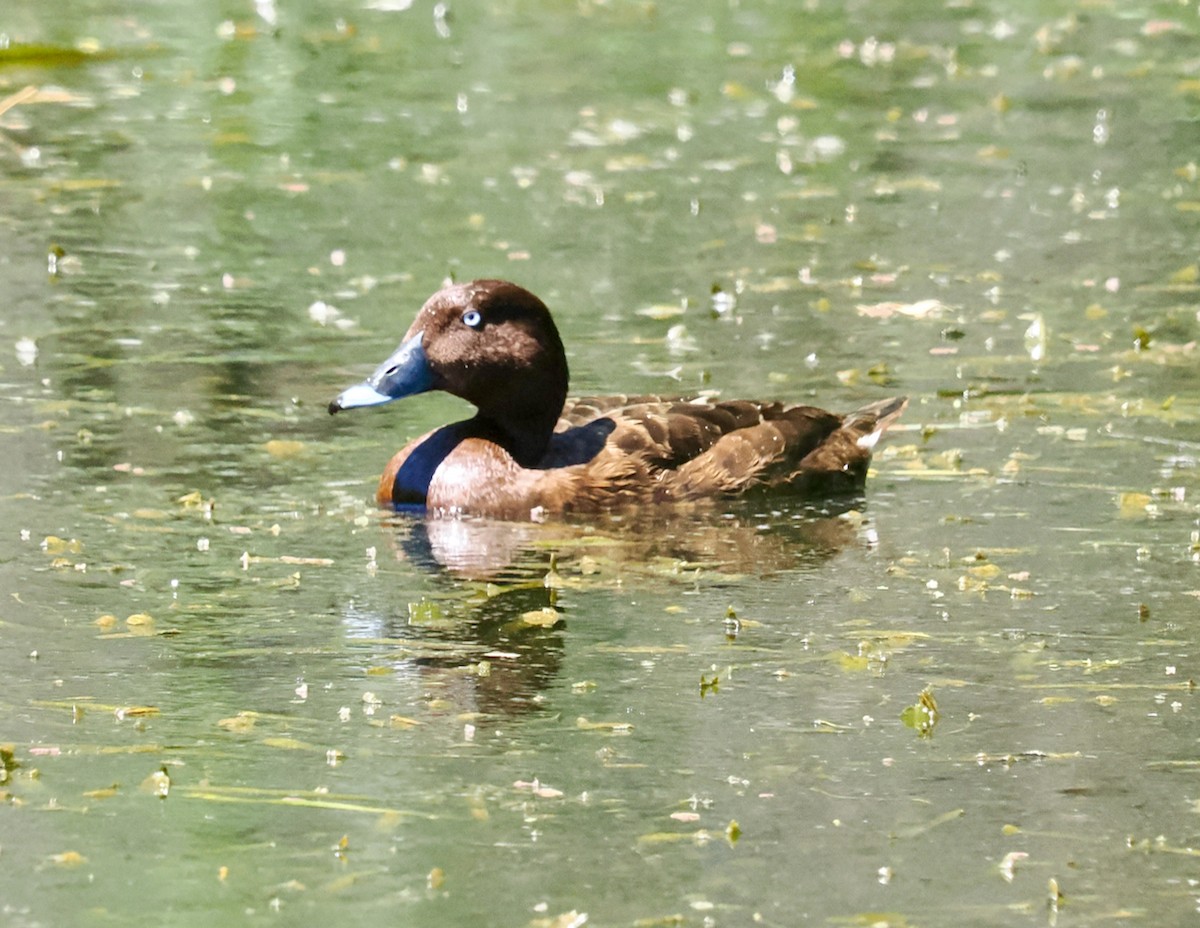 Hardhead - ML647117619