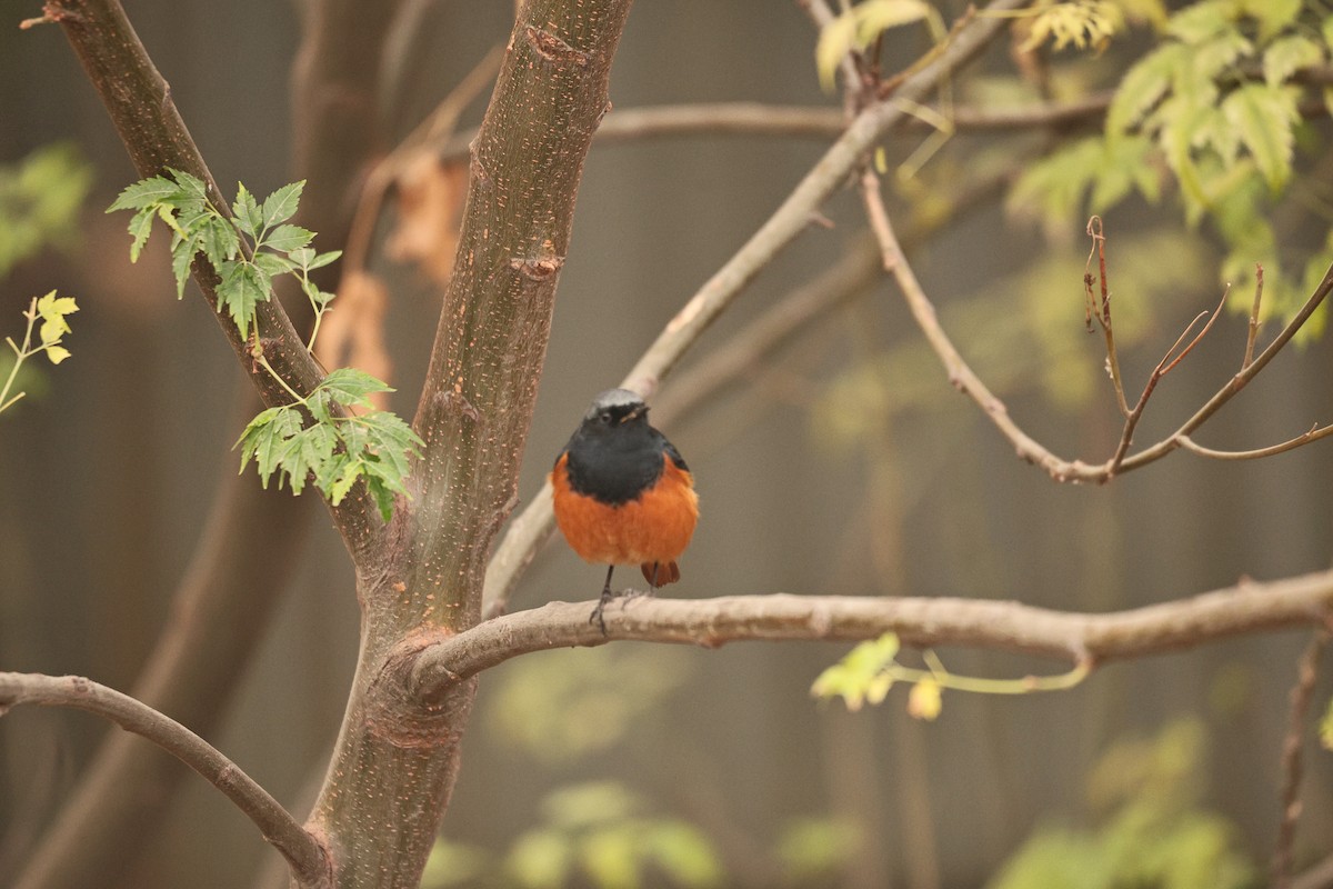 Colirrojo Tizón - ML647117620