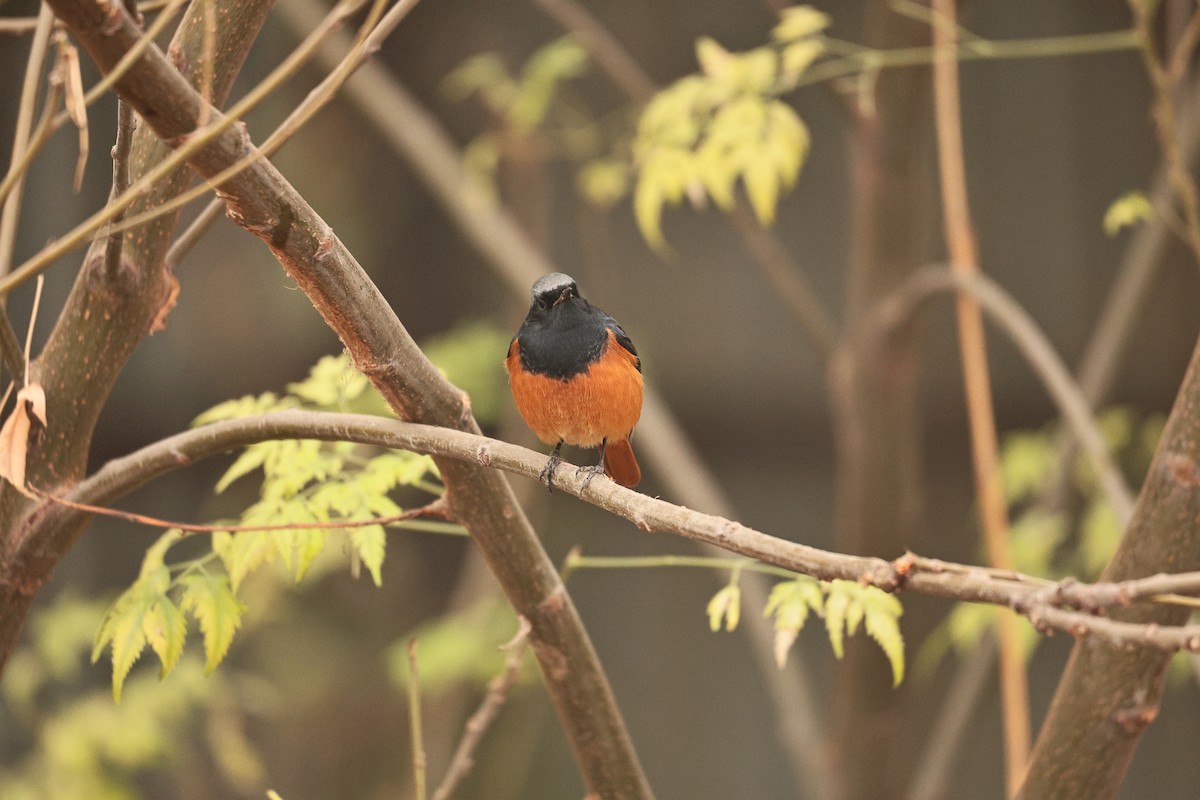 Colirrojo Tizón - ML647117621