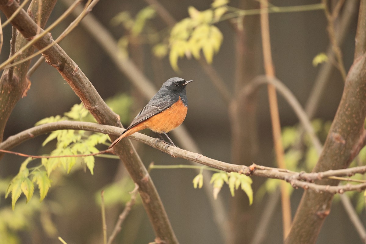 Colirrojo Tizón - ML647117622