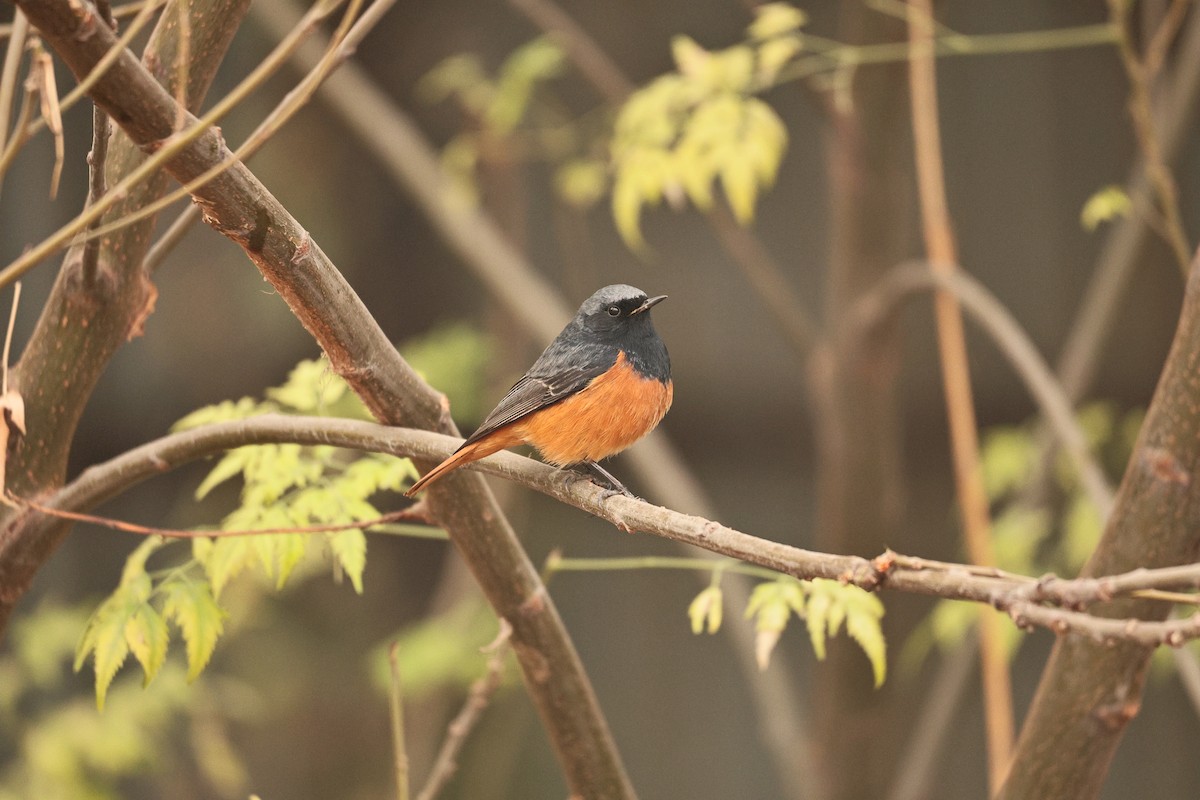 Colirrojo Tizón - ML647117623