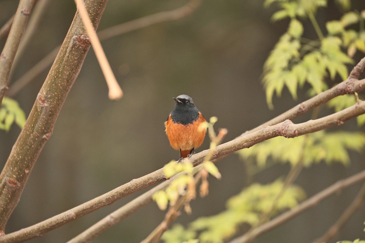 Colirrojo Tizón - ML647117625