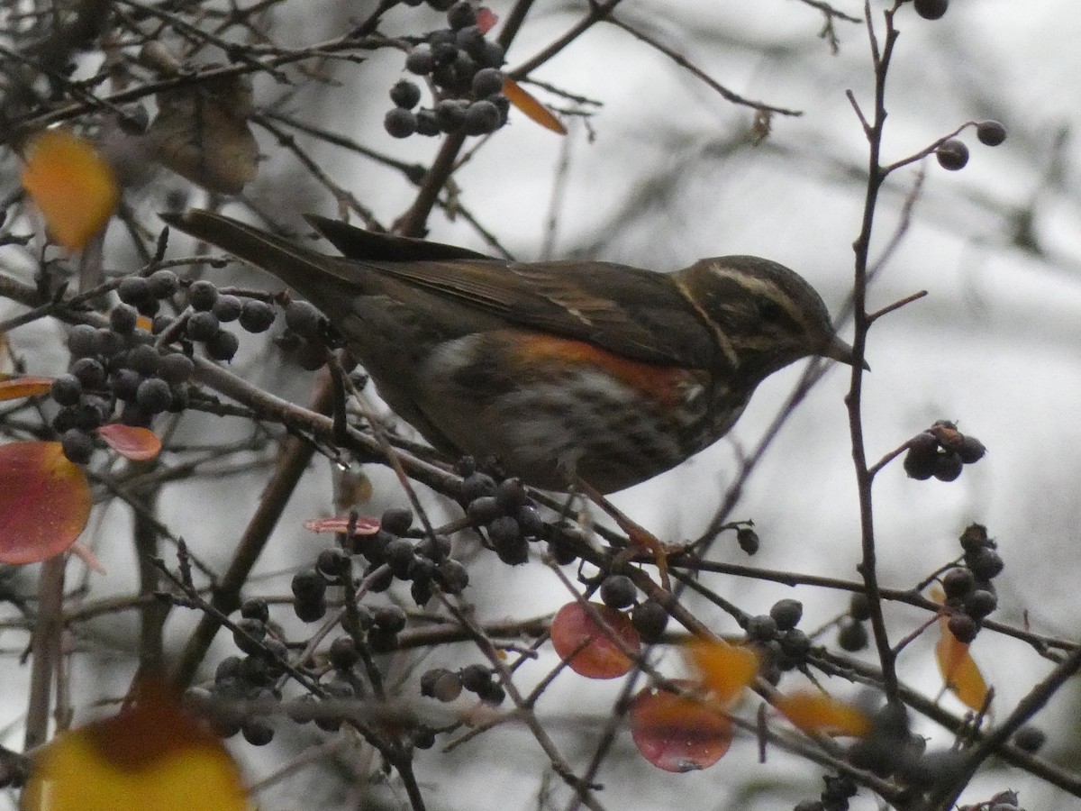 Zorzal Alirrojo - ML647117626