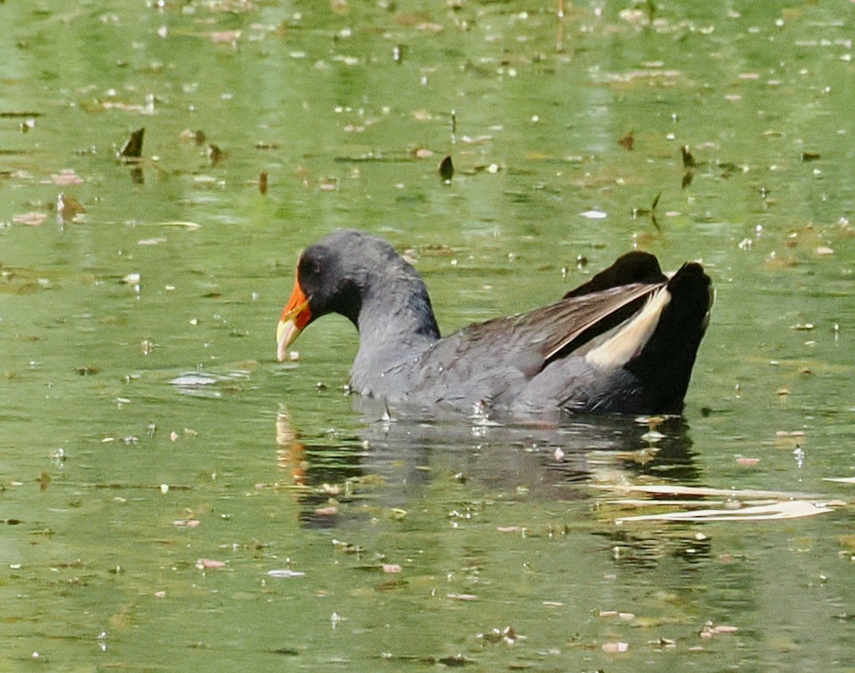 Gallineta Enlutada - ML647117627