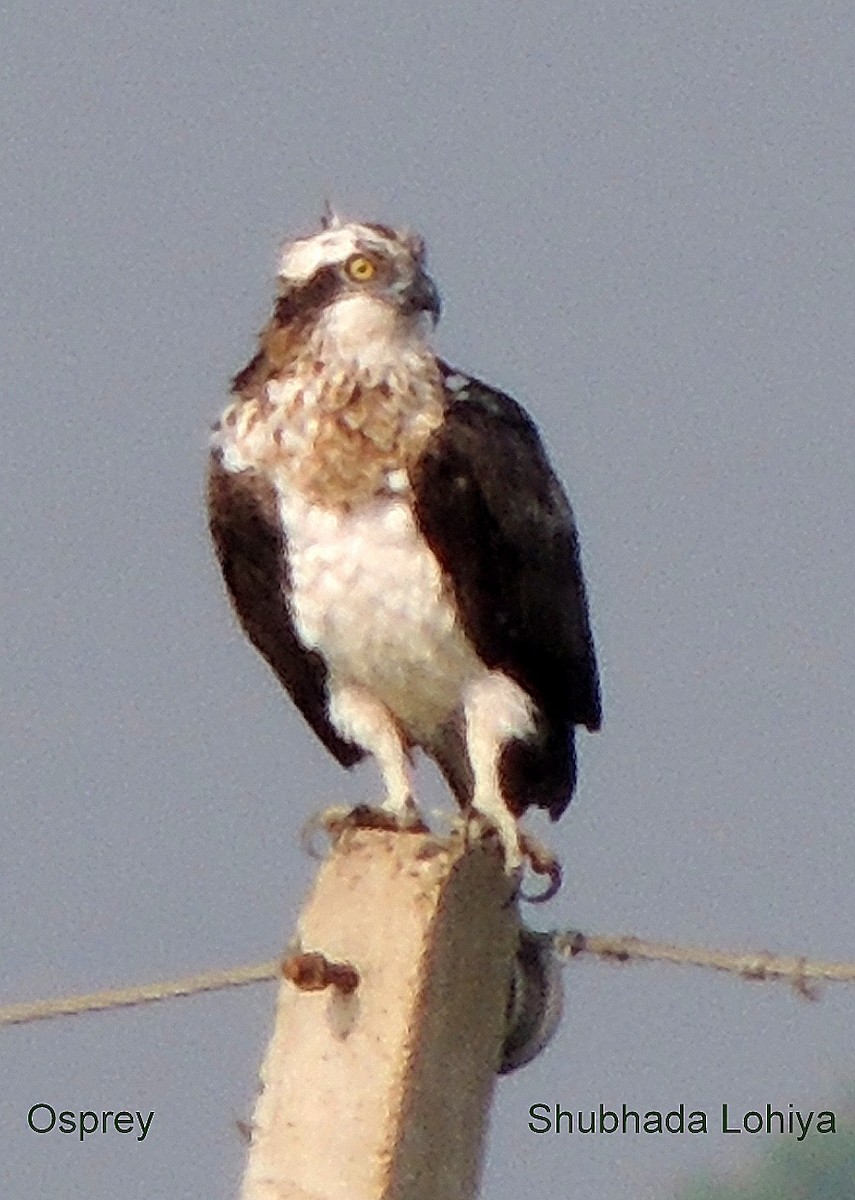 Águila Pescadora - ML647117628