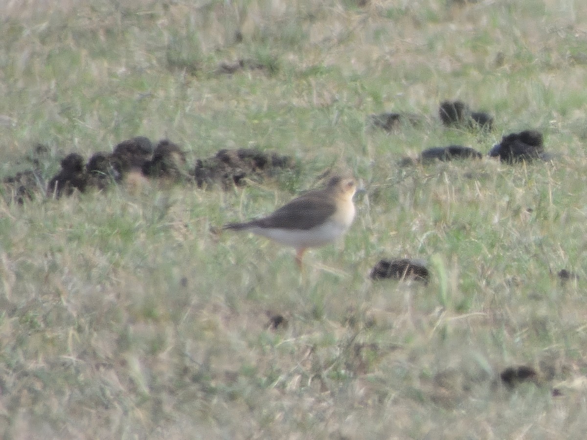 Дорнын хиазат - ML647117630