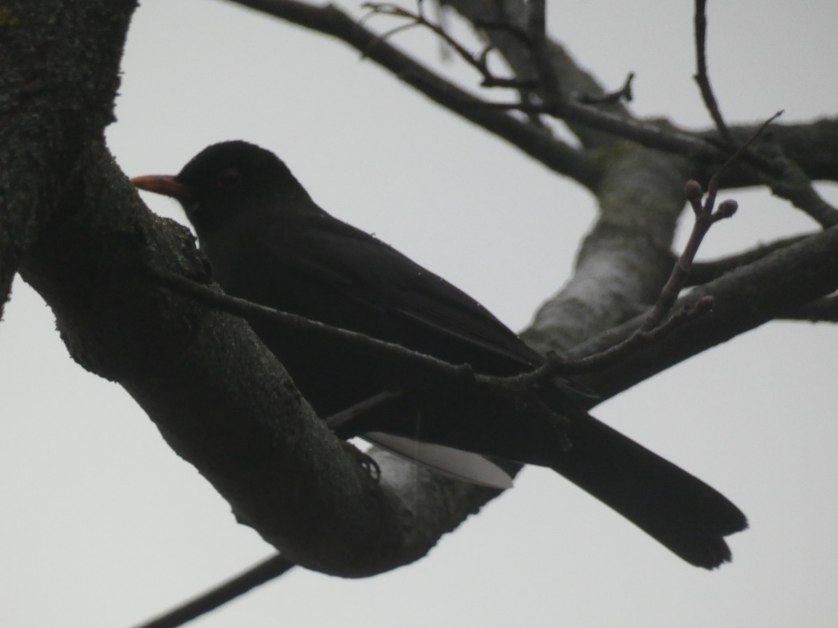 Mirlo Común - ML647117631