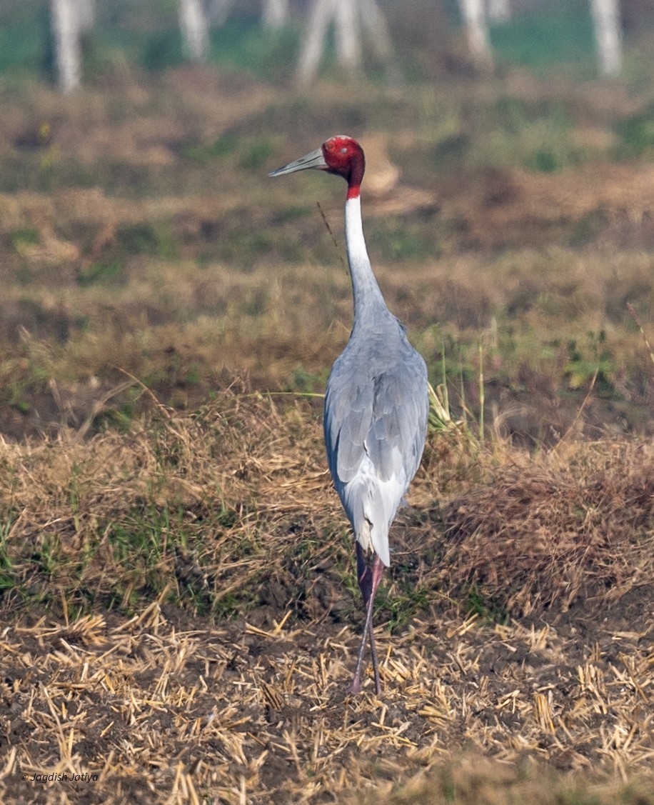 Grulla Sarus - ML647117632