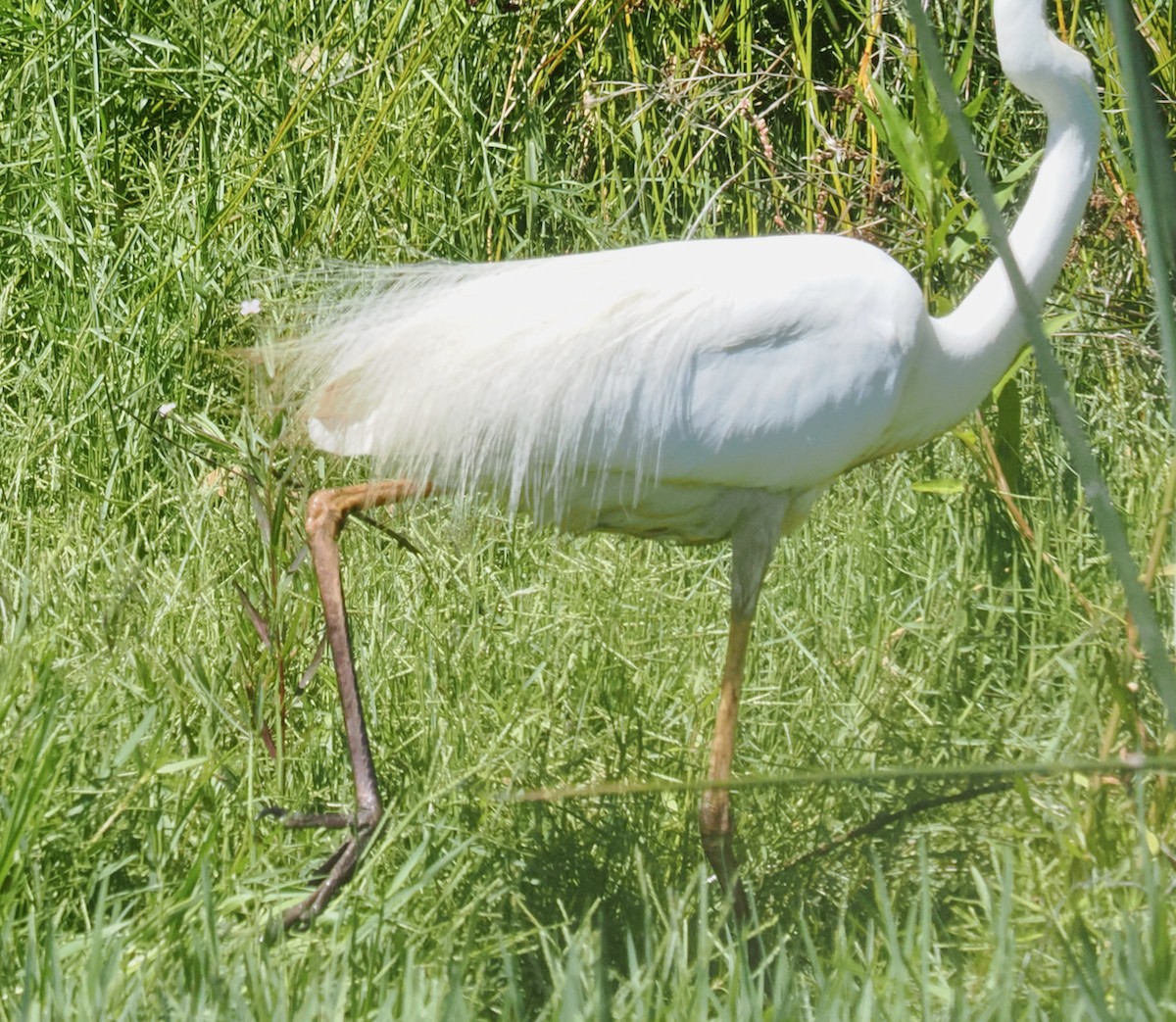 Koartza zuria (australasiarra) - ML647117633