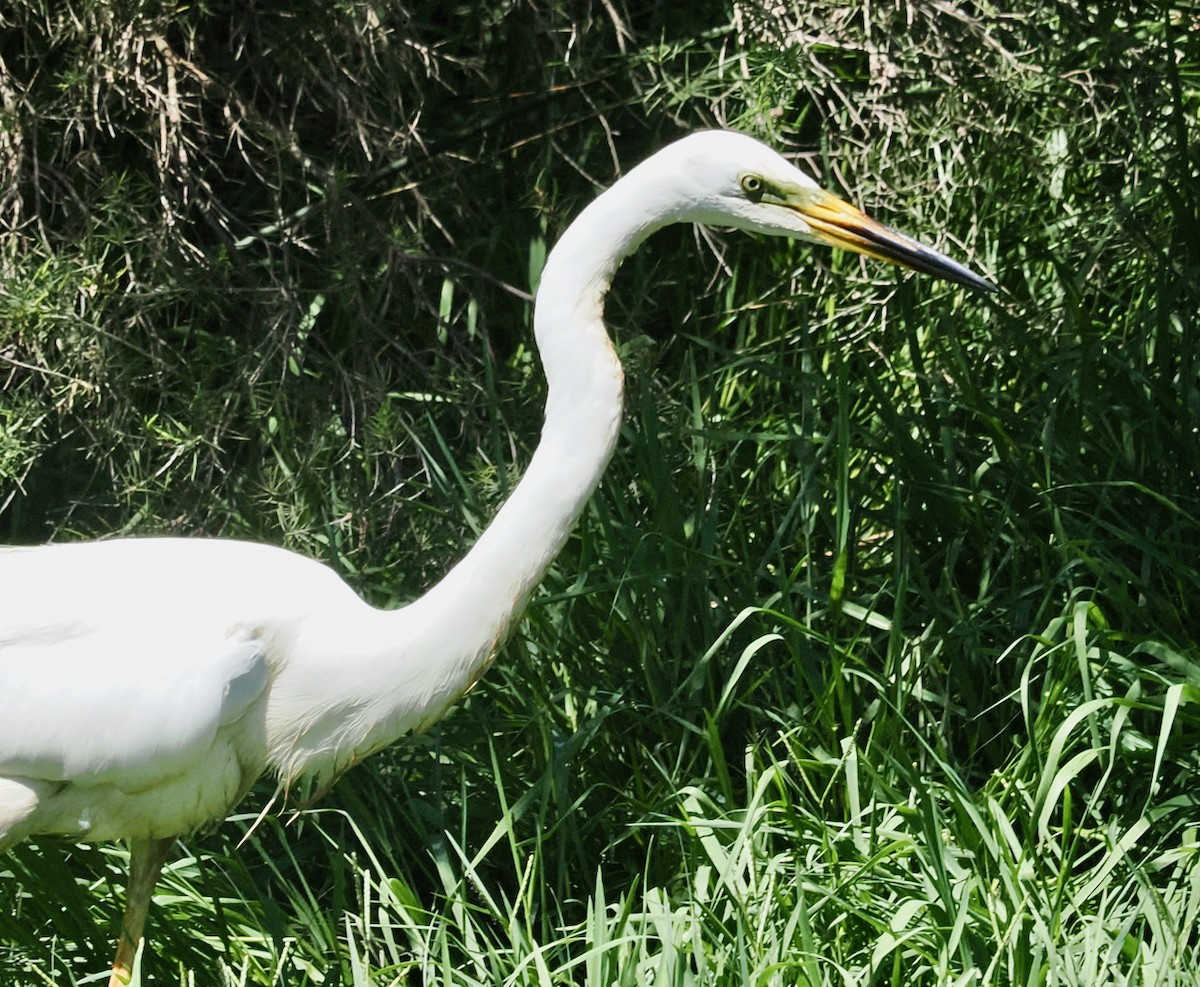 Garceta Grande (australiana) - ML647117634