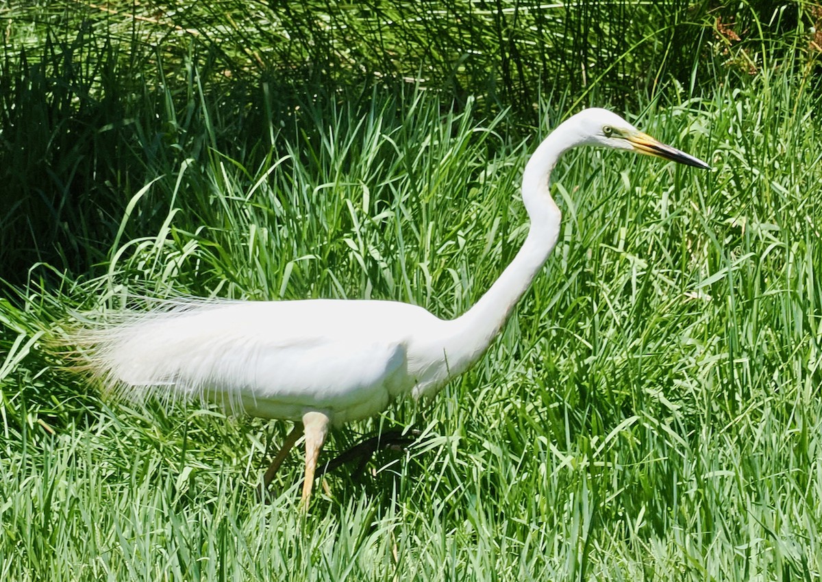 Garceta Grande (australiana) - ML647117635