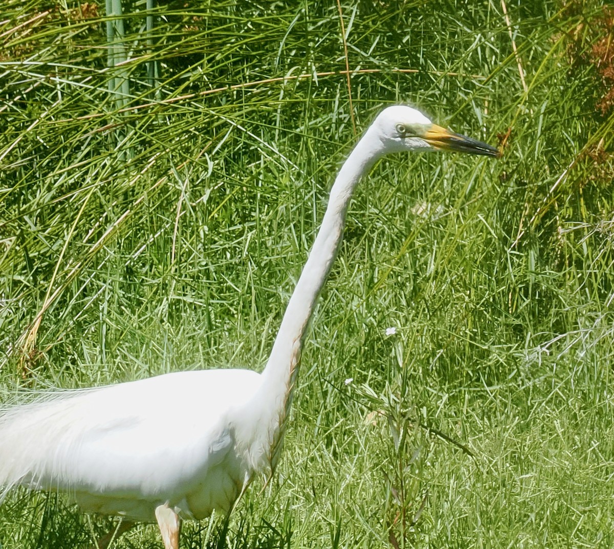 Koartza zuria (australasiarra) - ML647117636