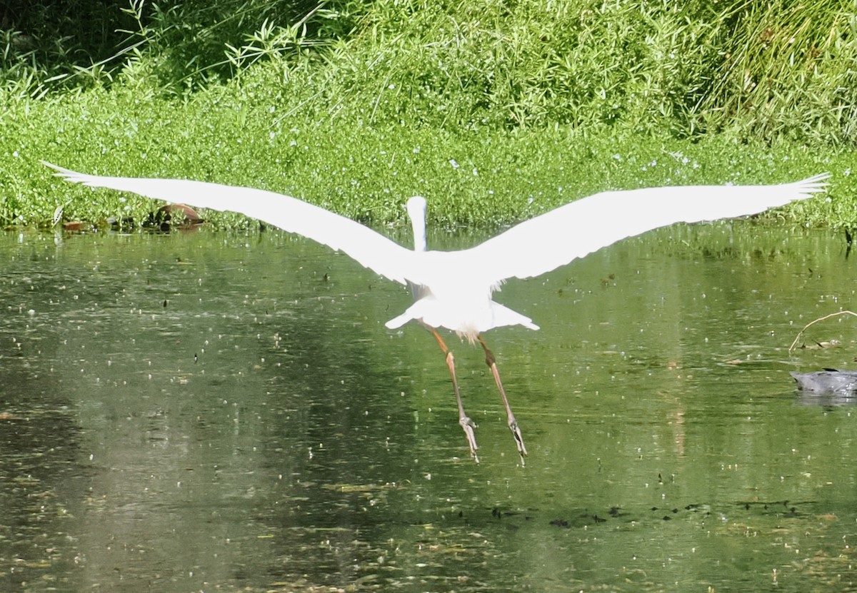 Garceta Grande (australiana) - ML647117637