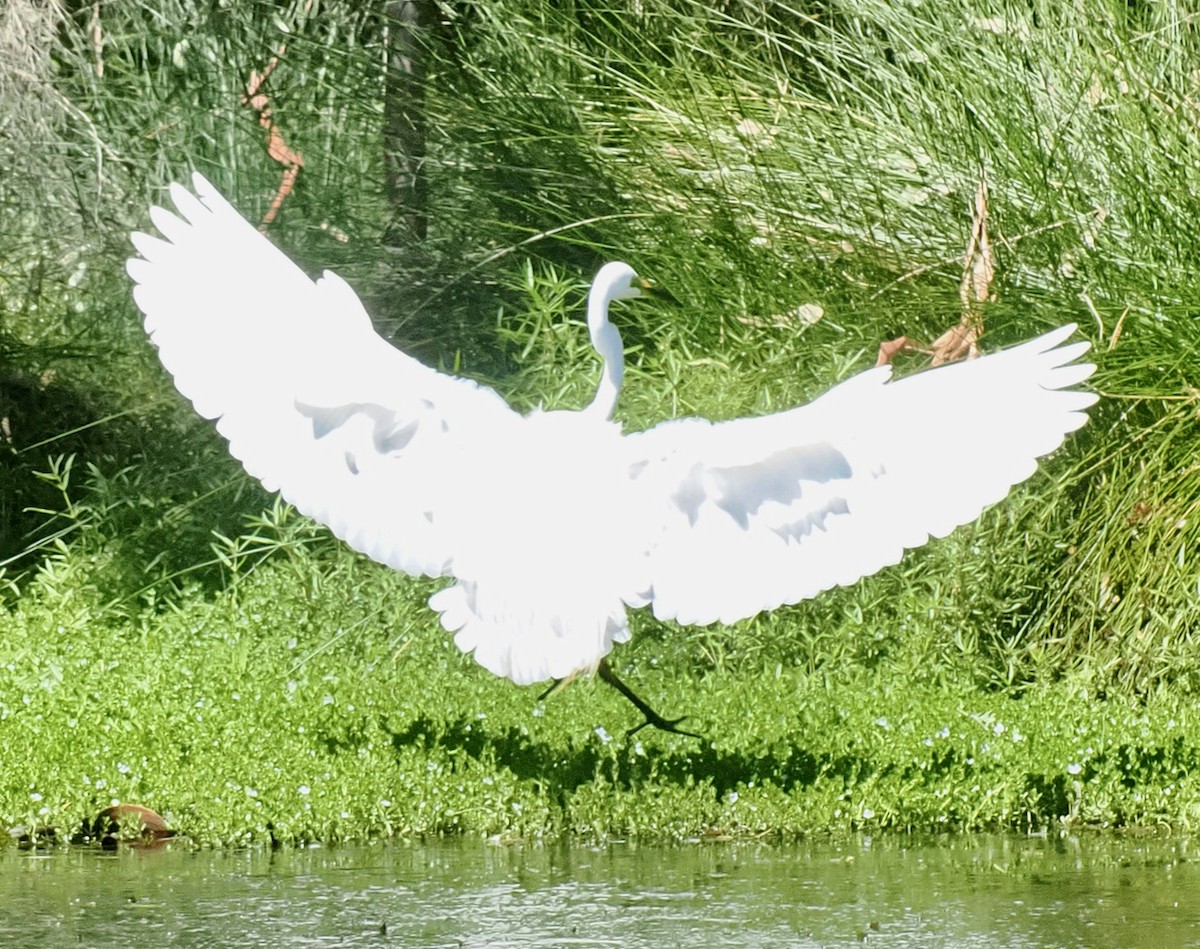 Garceta Grande (australiana) - ML647117638