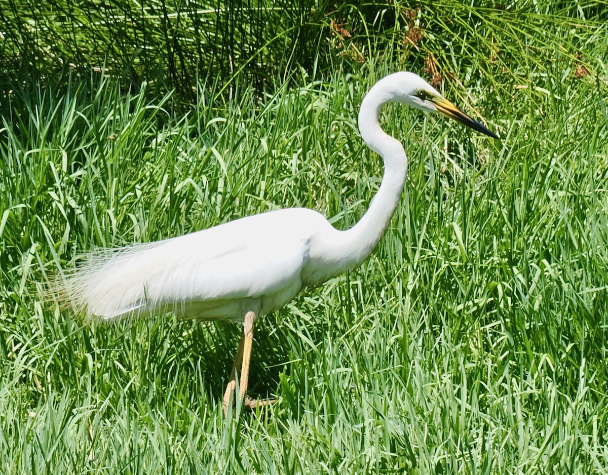 Garceta Grande (australiana) - ML647117639