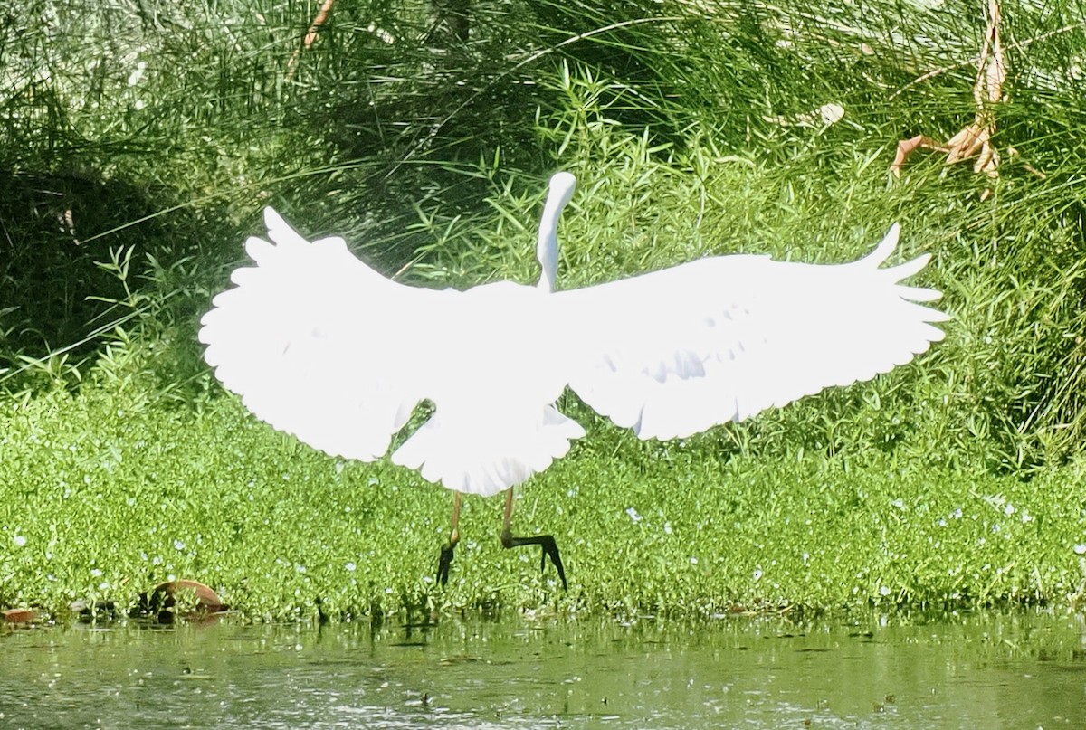 Garceta Grande (australiana) - ML647117640