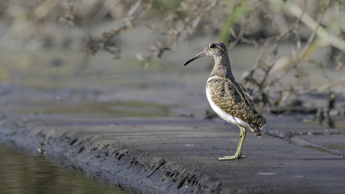Aguatero Bengalí - ML647117641