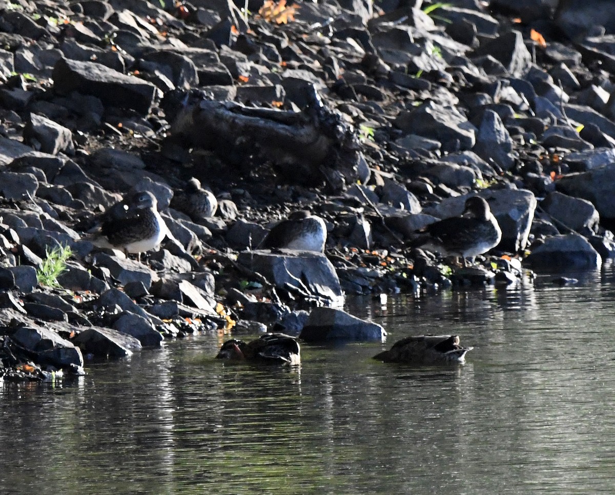 kachnička mandarínská - ML647117642