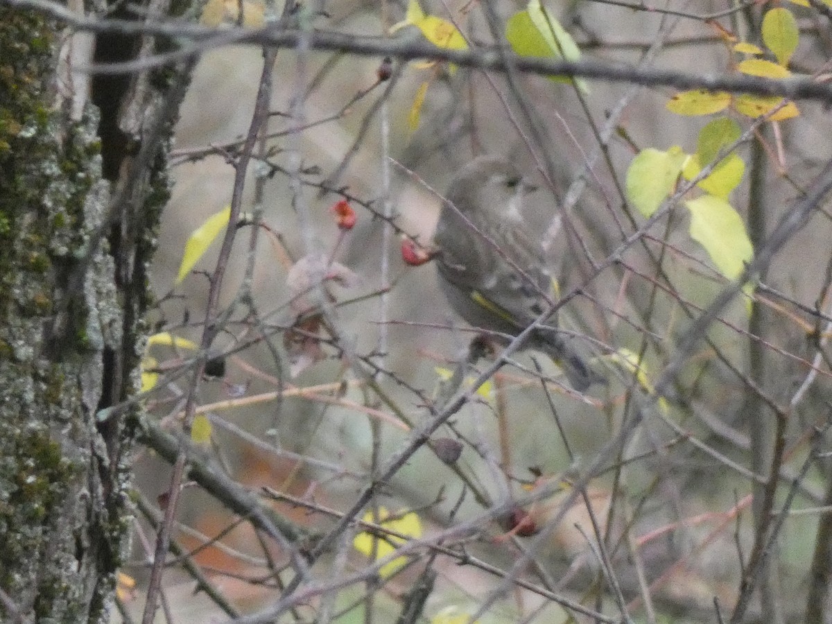 Verderón Común - ML647117643