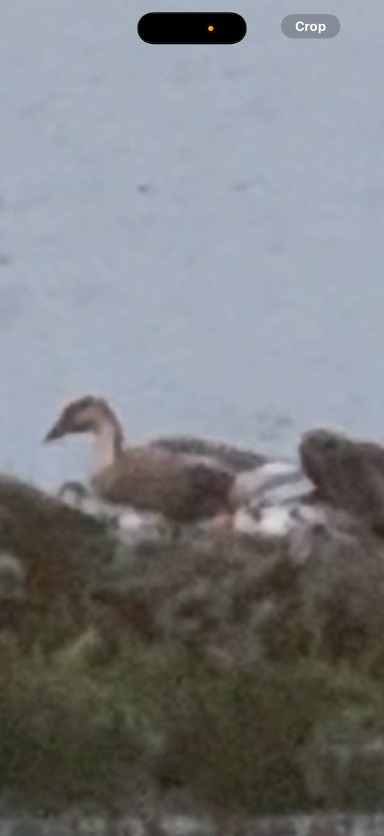 Хошуу галуу - ML647117644