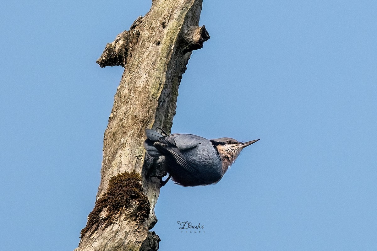 Indian Nuthatch - ML647117646