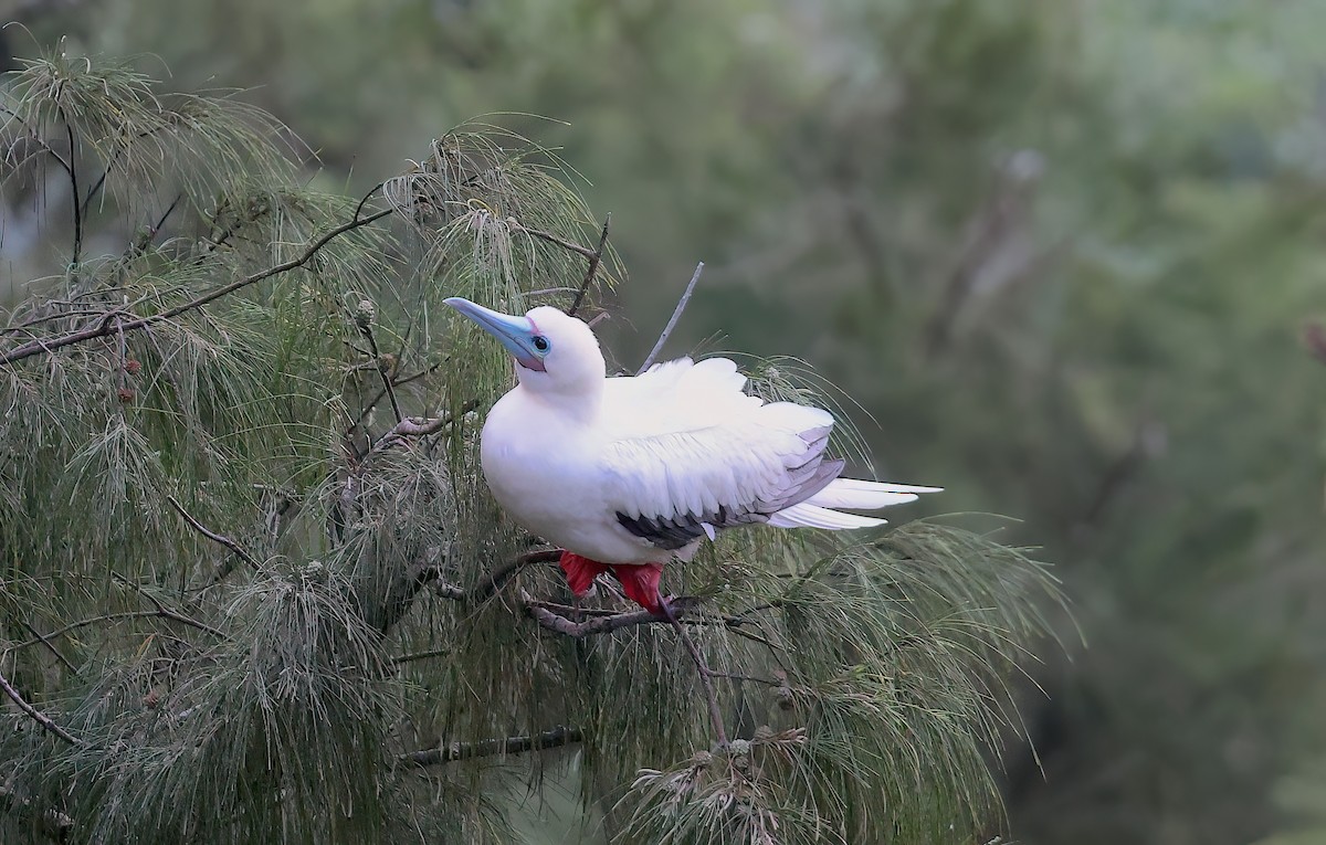 Piquero Patirrojo - ML647117647