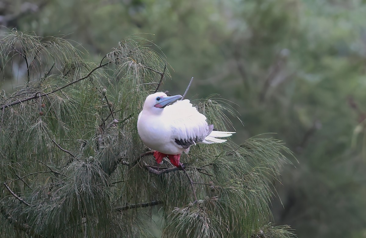 Piquero Patirrojo - ML647117648