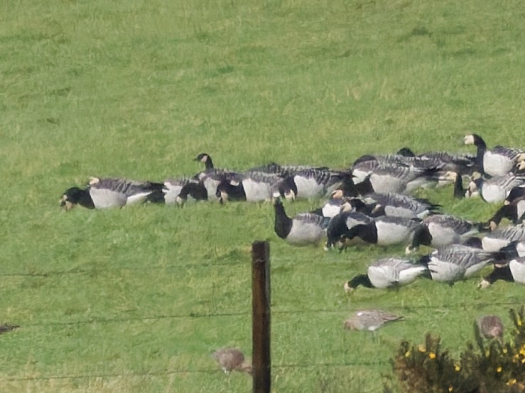 Barnacla Canadiense Chica - ML647117649