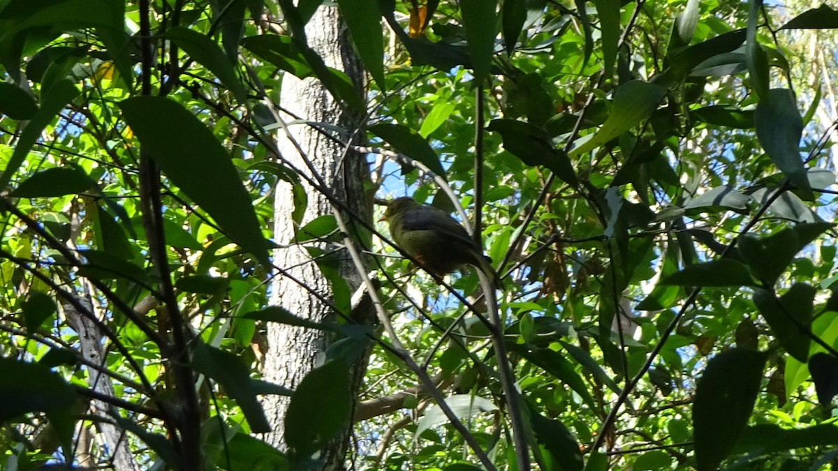 Mielero Cejinegro - ML647117652