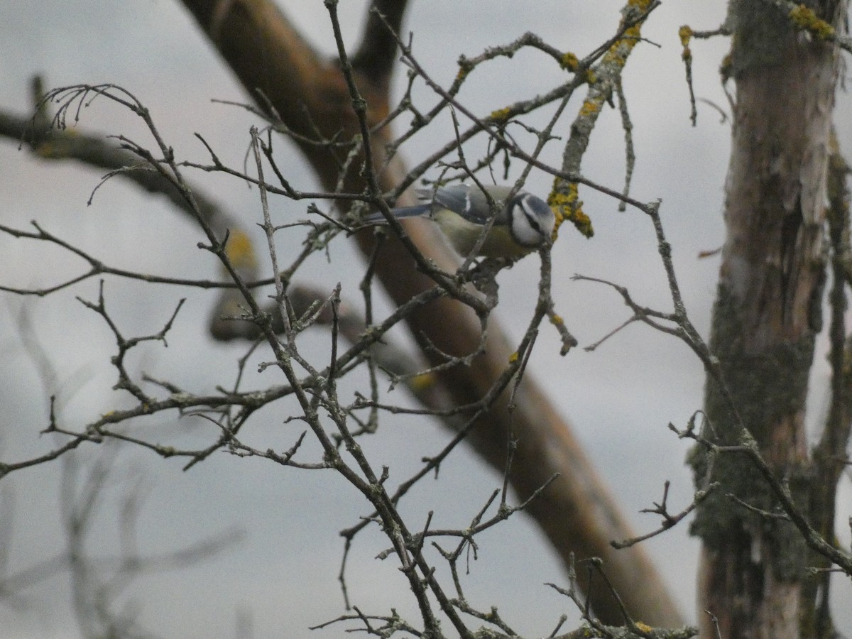Eurasian Blue Tit - ML647117655
