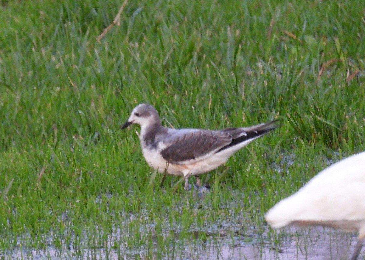 Sabine's Gull - ML647117656