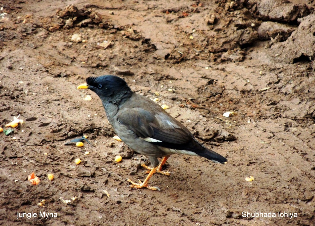 Jungle Myna - ML647117657
