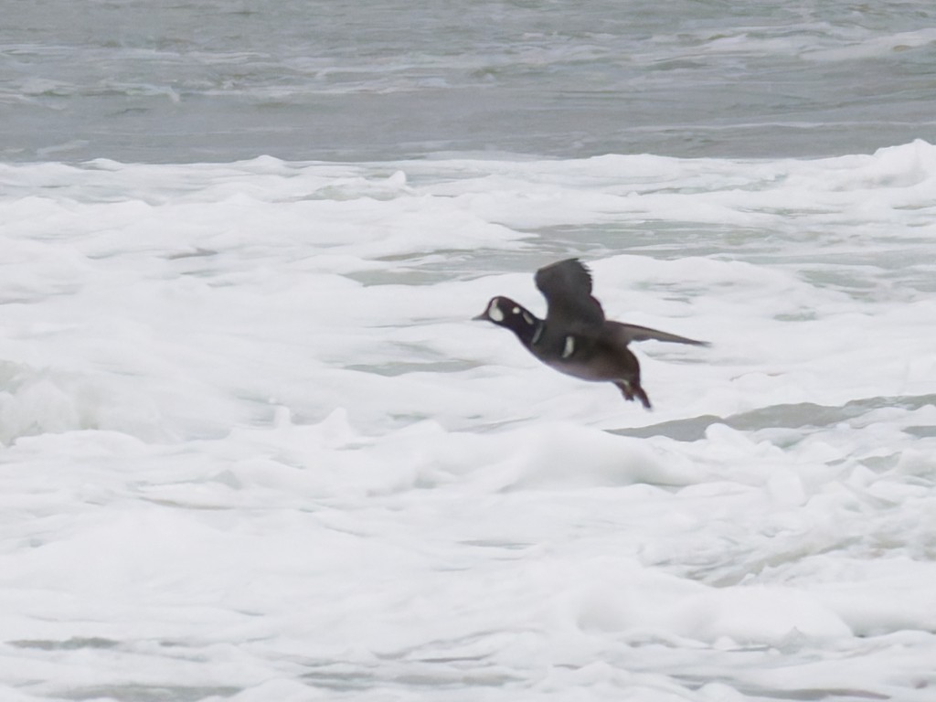 Harlequin Duck - ML647117659