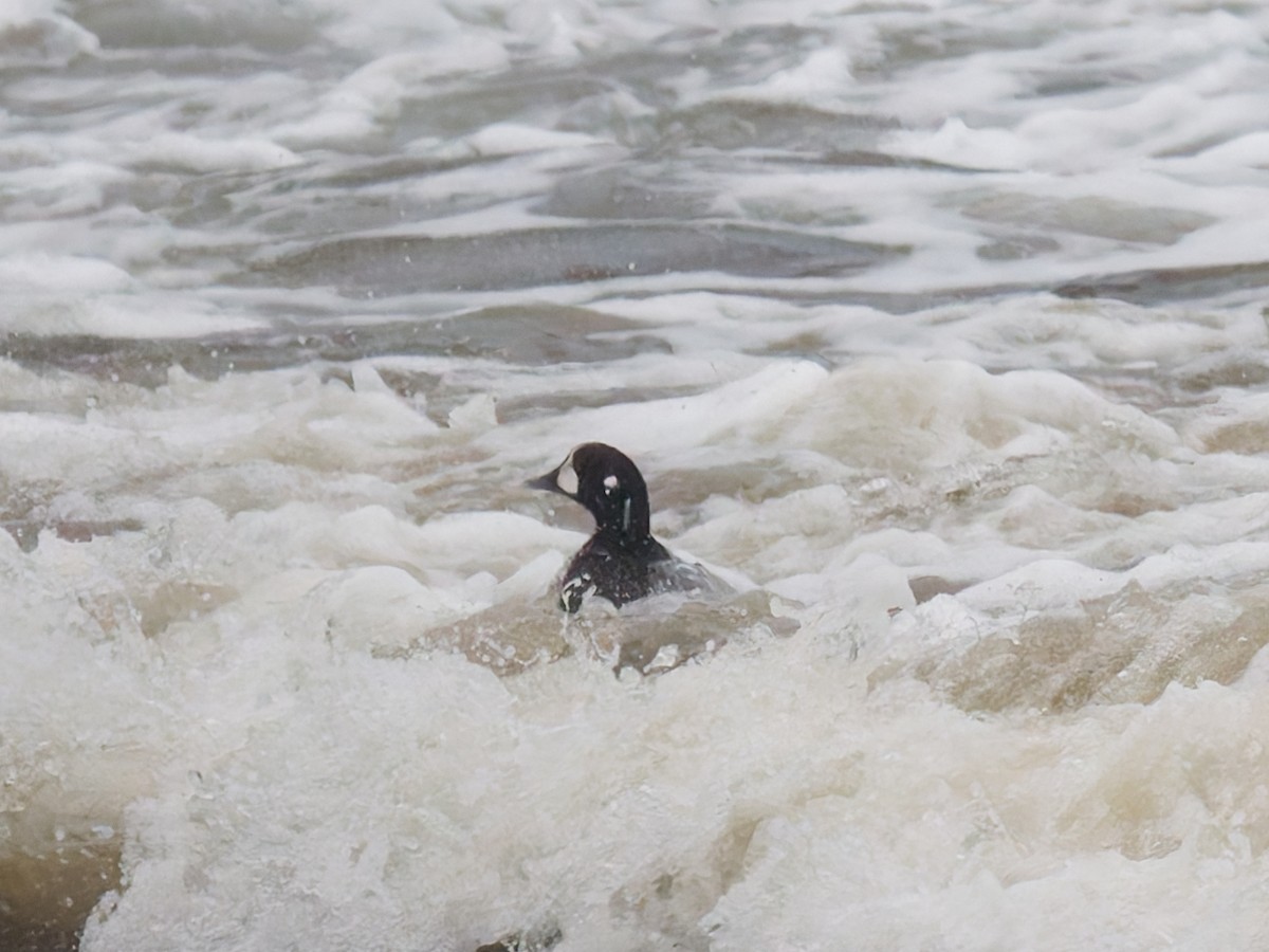 Harlequin Duck - ML647117660