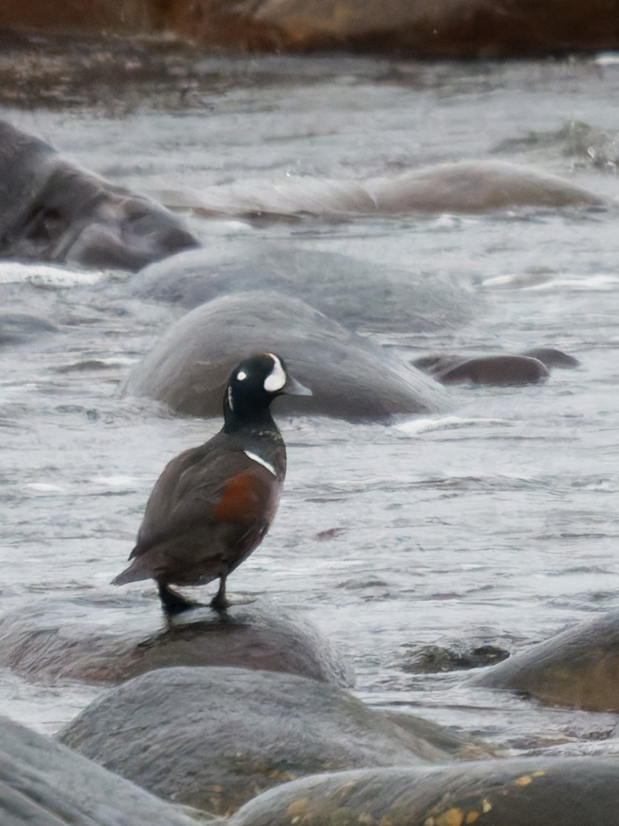 Harlequin Duck - ML647117661