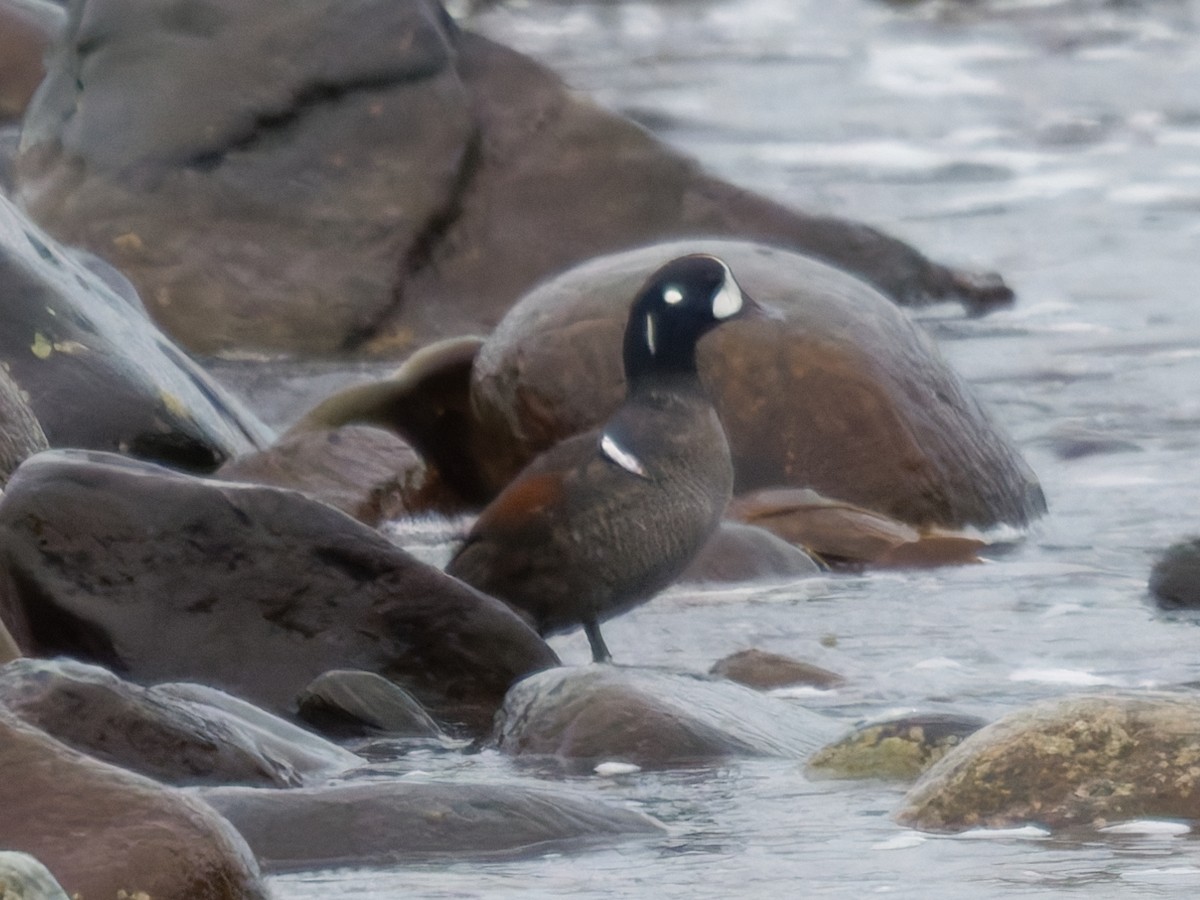 Harlequin Duck - ML647117662