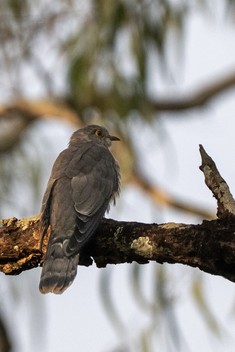 Common Hawk-Cuckoo - ML647117663