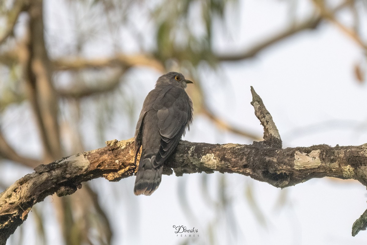 Common Hawk-Cuckoo - ML647117664