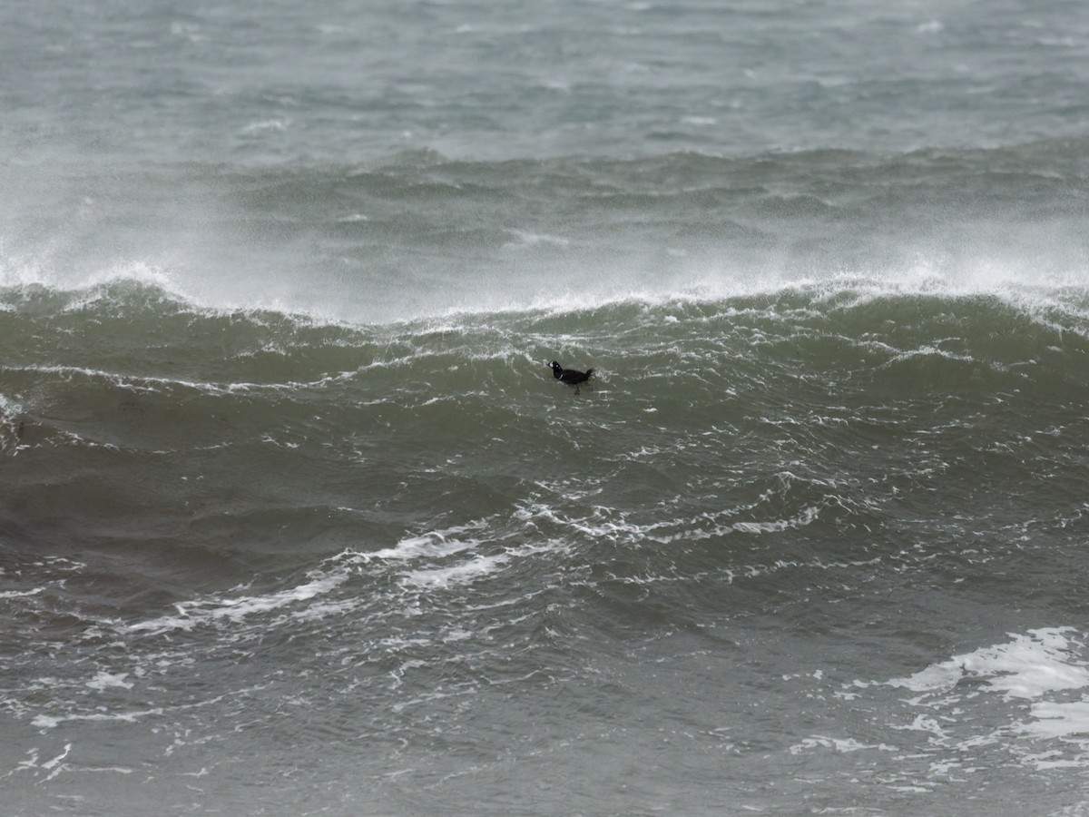 Harlequin Duck - ML647117665