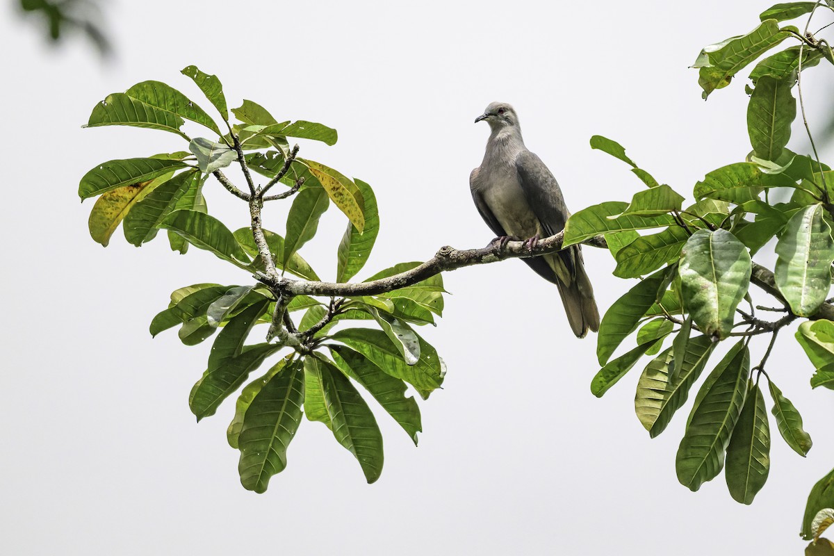 Фиджийский плодовый голубь - ML647117666