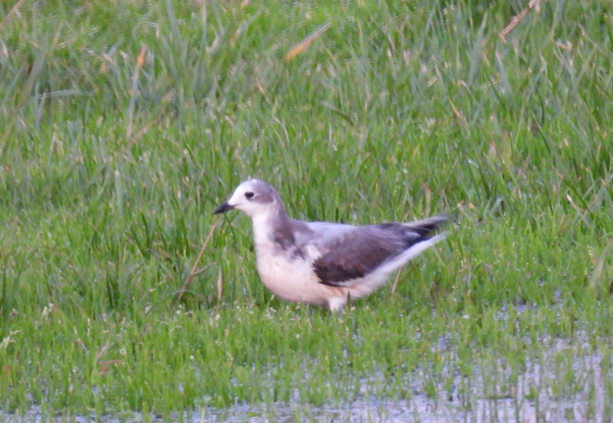 Sabine's Gull - ML647117667