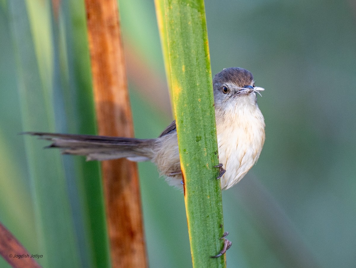 Plain Prinia - ML647117668